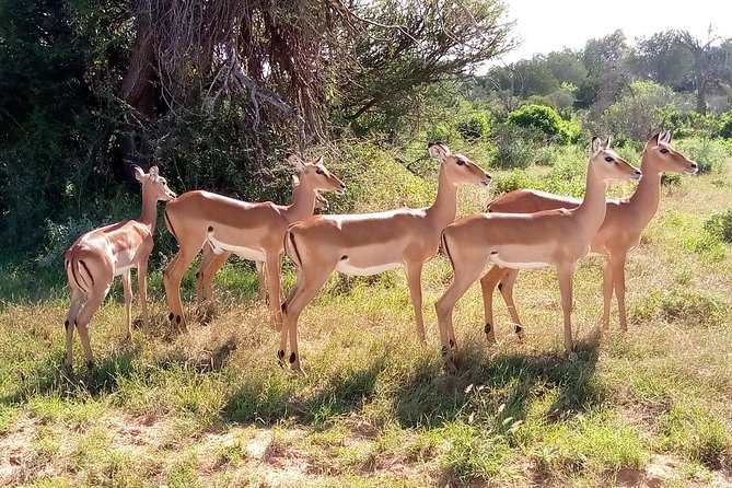 6 days guided safari: nairobi / lake nakuru / lake naivasha / masai mara n r - Day 4: Road to the Masai Mara and a sunset game drive
