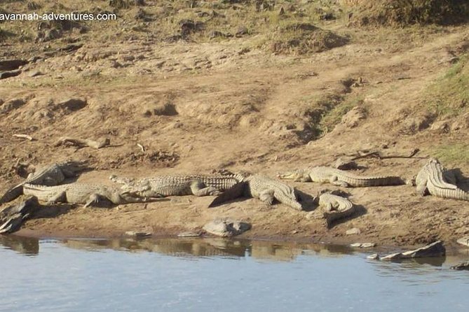 6 days guided safari: nairobi / lake nakuru / lake naivasha / masai mara n r - Day 5: A full day in the Masai Mara