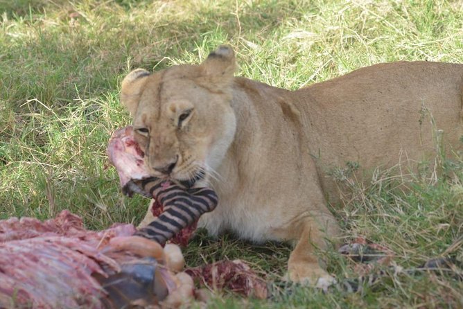 6 Days in Masai Mara- Lake Nakuru- Amboseli - Day 1: Nairobi to Masai Mara by way of the Rift Valley