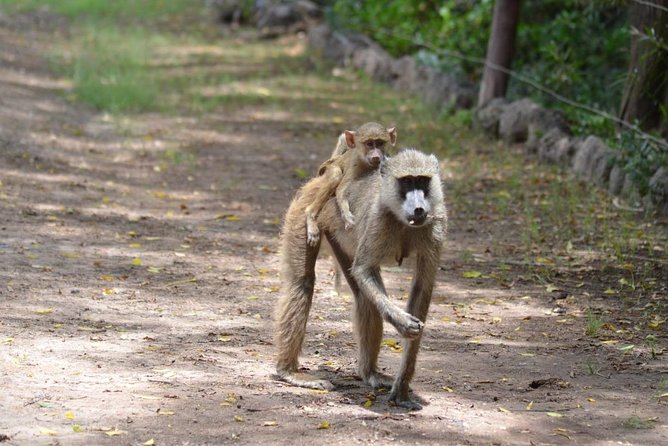 6 Days in Masai Mara- Lake Nakuru- Amboseli - Day 3: Leaving the Mara, with optional cultural and lake stops