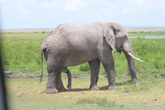 6 Days in Masai Mara- Lake Nakuru- Amboseli - What the $45 price really means