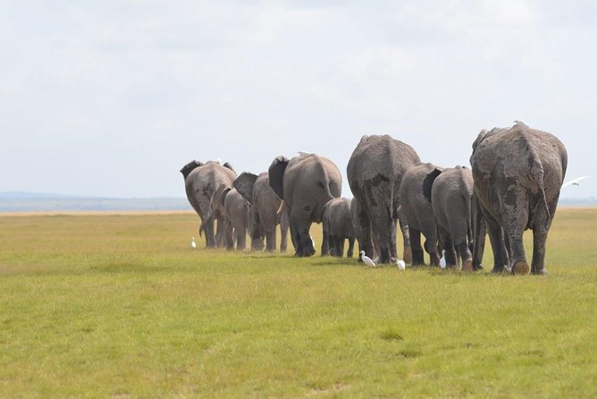 6 Days in Masai Mara- Lake Nakuru- Amboseli - Day 2: A full day in Masai Mara