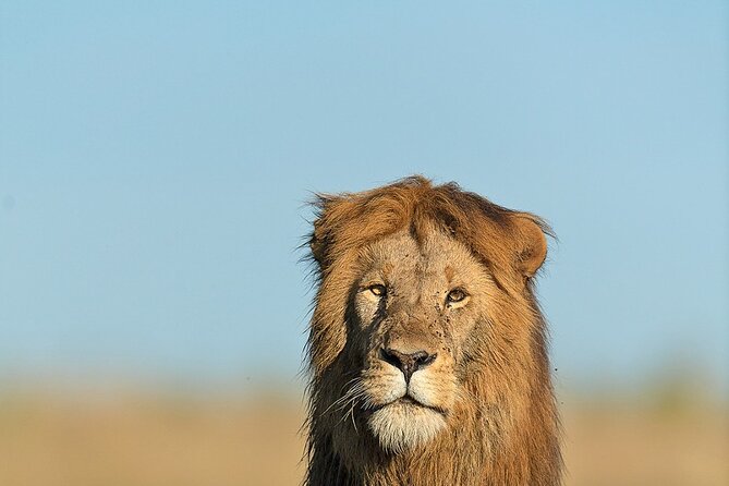 6 Days Kenya Adventure Wildlife Safari - Days 4 and 5: Give Masai Mara the time it deserves