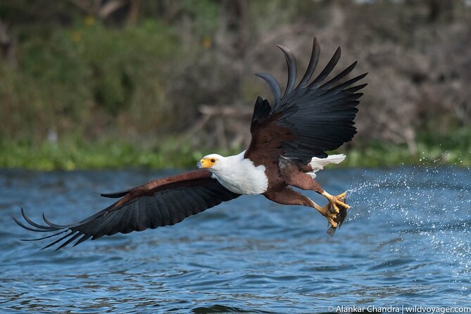 6 Days Kenya Adventure Wildlife Safari - Day 2: A full day among Lake Nakuru’s wildlife