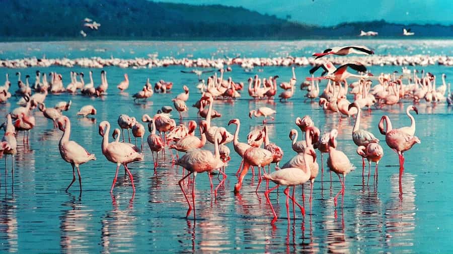 6 Days Kenya Budget Safari - What $205 buys you on this Kenya safari