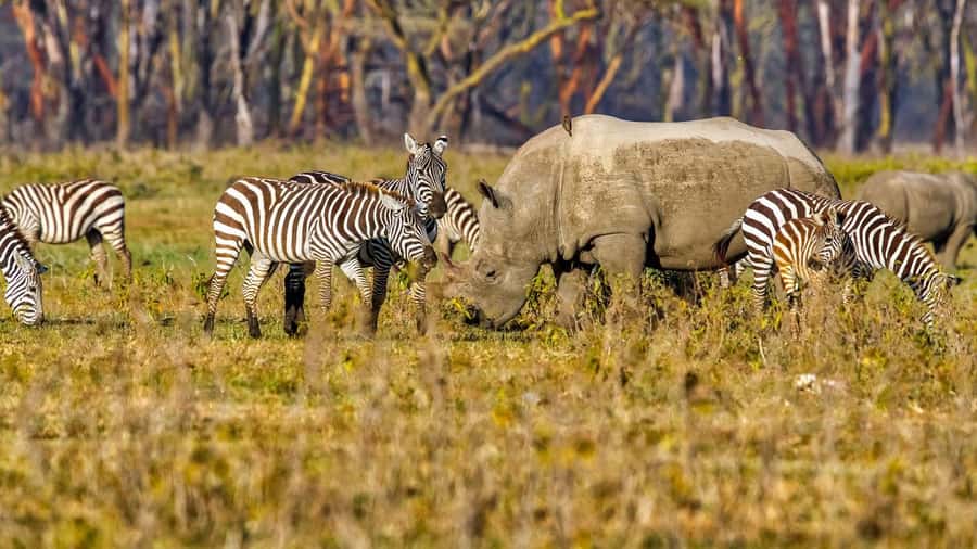 6 Days Kenya Budget Safari - Guides and the value of the vehicle