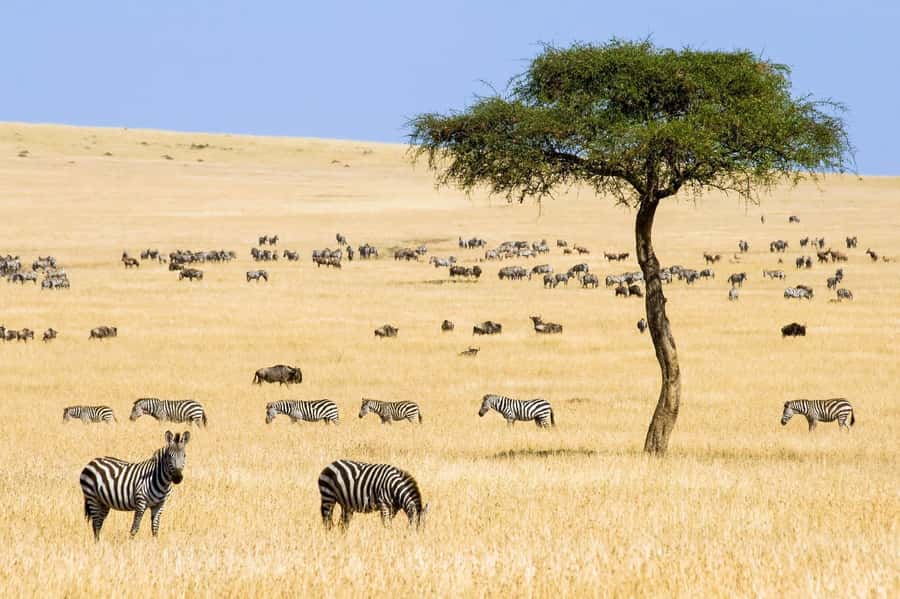 6 Days Kenya Budget Safari - Day 1: Nairobi to Maasai Mara by way of the Rift Valley