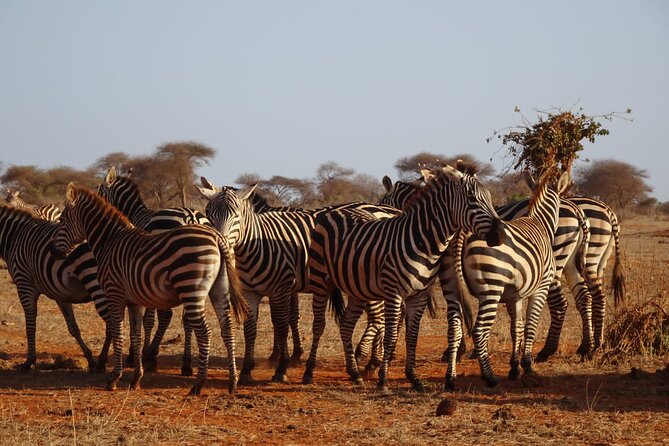 6 Days Kenya Masai Mara,Lake Nakuru & Amboseli Wildlife Safari - Three parks, three very different Kenya experiences
