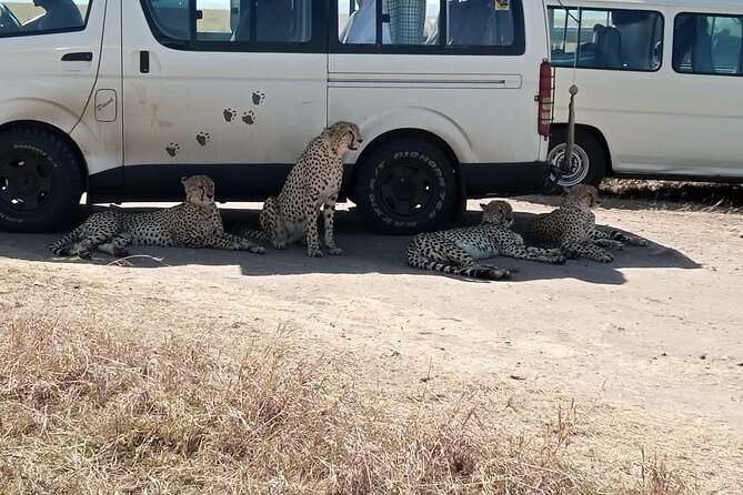 6 Days Kenya Masai Mara,Lake Nakuru & Amboseli Wildlife Safari - Day 4: The long move to Amboseli National Park