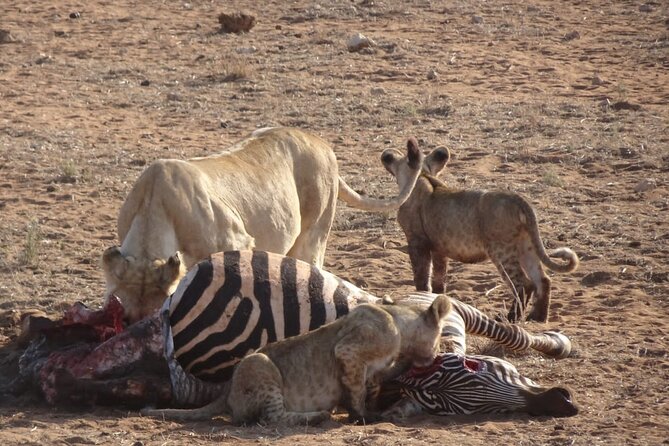 6 Days Kenya Masai Mara,Lake Nakuru & Amboseli Wildlife Safari - Day 6: A final Amboseli drive and return to Nairobi