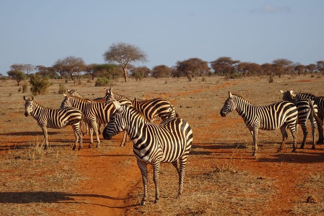 6 Days Kenya Masai Mara,Lake Nakuru & Amboseli Wildlife Safari - Day 2: A full day across the Maasai Mara plains