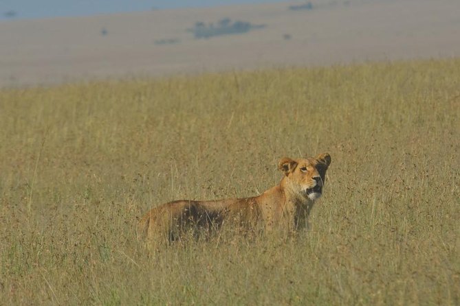 6 Days Maasai Mara/Nakuru/Amboseli Group Safari - What this six-day Kenya safari does well