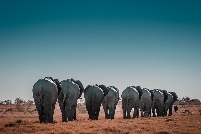 6 Days Maasai Mara/Nakuru/Amboseli Group Safari - Day 4: Lake Nakuru morning, then the long road to Amboseli