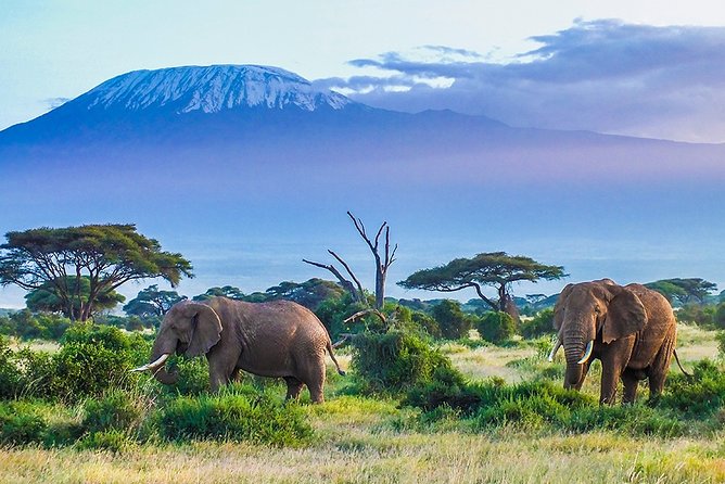 6 Days Masai Mara, Lake Nakuru & Amboseli-Ultimate Kenyan Safari - Why this six-day route works for first-time safari visitors