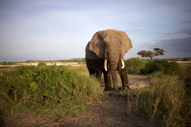 6 Days Masai Mara, Lake Nakuru & Amboseli-Ultimate Kenyan Safari - Day 4: Lake Naivasha is optional, not part of the base price