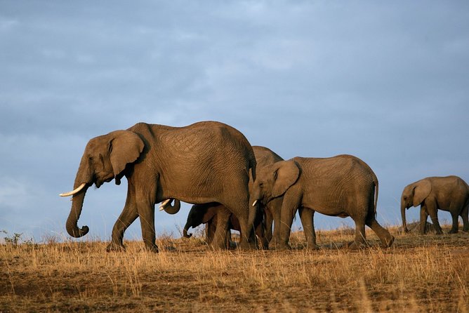 6 Days Masai Mara, Lake Nakuru & Amboseli-Ultimate Kenyan Safari - Day 5: Elephants beneath Mount Kilimanjaro