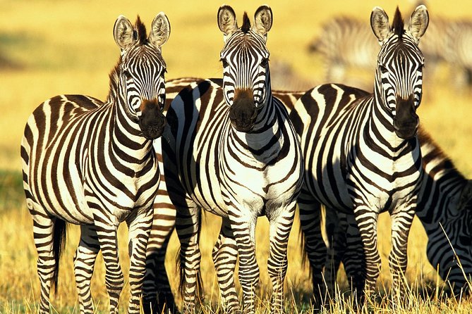 6 Days Masai Mara, Lake Nakuru & Amboseli-Ultimate Kenyan Safari - Day 6: Dawn animals and the return to Nairobi