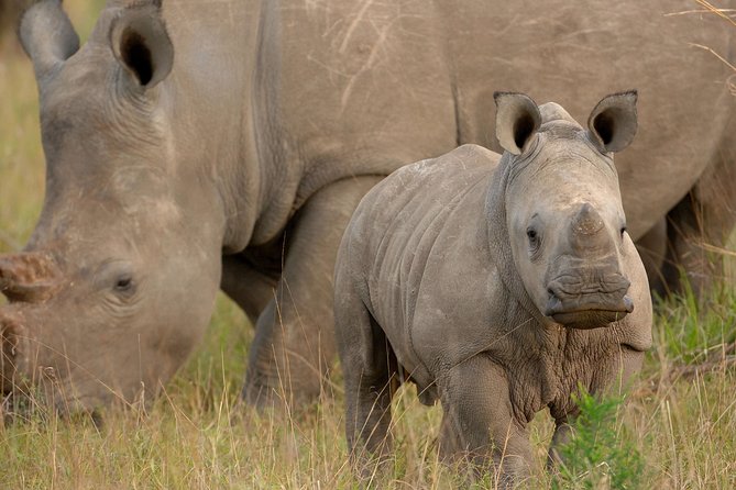 6 Days Masai Mara, Lake Nakuru & Amboseli-Ultimate Kenyan Safari - The guide can shape the whole safari