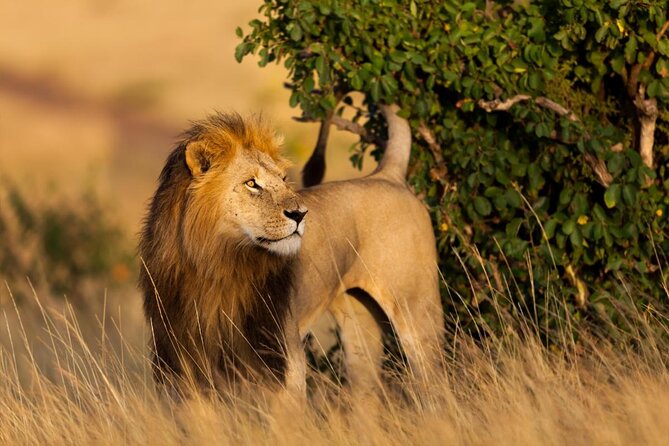 6 Days Masai Mara, Lake Nakuru & Amboseli-Ultimate Kenyan Safari - Day 2: A full day among the Mara’s predators