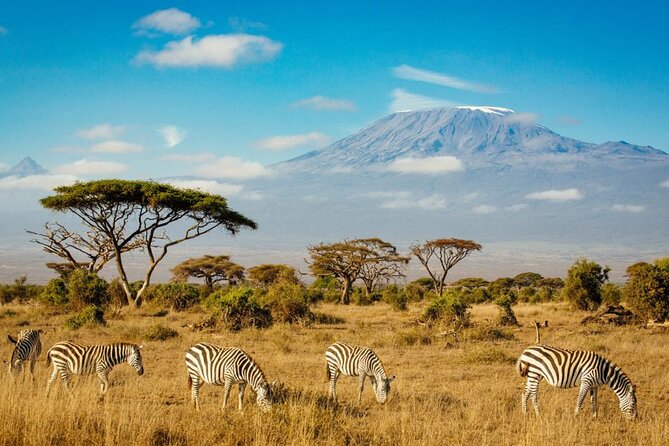 6 Days Masai Mara, Lake Nakuru and Amboseli Budget Group Safari - Day 6: One more Amboseli drive, then Nairobi