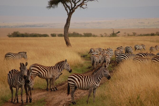 6 Days Masai Mara, Lake Nakuru and Amboseli Budget Group Safari - Guides make the budget format work