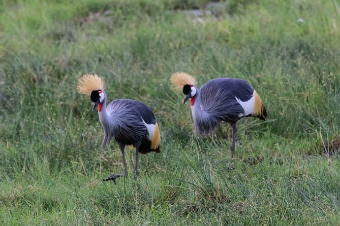 6 Days Masai Mara, Lake Nakuru and Amboseli Budget Group Safari - Day 2: A full day following wildlife in the Mara