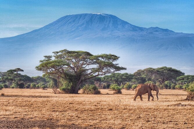 6-Days Masai Mara, Nakuru & Amboseli Group Safari on Landcruiser - Why this route works so well