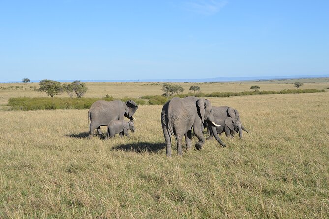 6-Days Masai Mara, Nakuru & Amboseli Group Safari on Landcruiser - Lake Nakuru: rhinos, flamingos, and a shorter wildlife stop