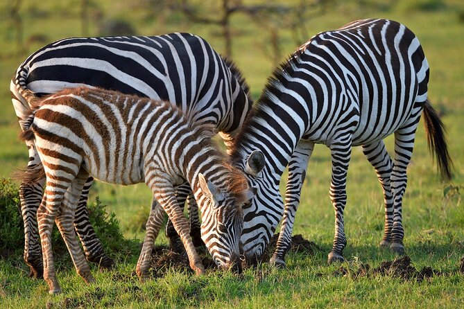 6-Days Masai Mara, Nakuru & Amboseli Group Safari on Landcruiser - The final game drive and return to Nairobi