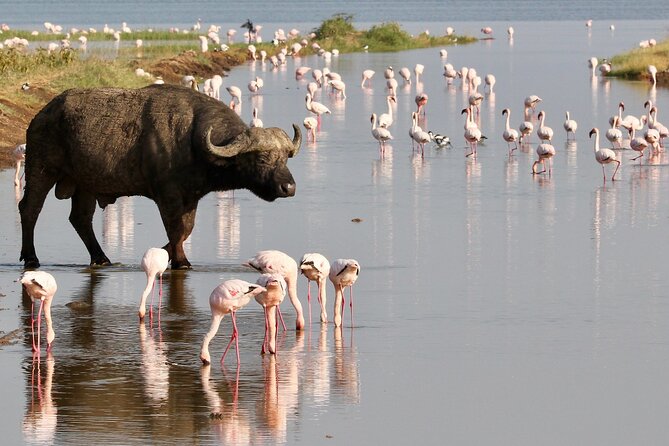 6-Days Masai Mara, Nakuru & Amboseli Group Safari on Landcruiser - Leaving Nairobi at 7:00 a.m.