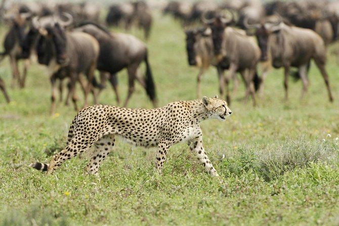 6 Days Masai Mara-Nakuru-Amboseli - Lodge Safari-Private 4X4 JEEP - Day 6: Dawn drive and return to Nairobi