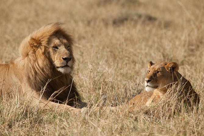 6 Days Masai Mara-Nakuru-Amboseli - Lodge Safari-Private 4X4 JEEP - The private Jeep, meals, and accommodation
