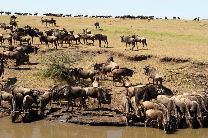 6-Days of Elephants, Wildebeest and Big 5: Kenya’s Classic Safari - Day 2: A full day around Amboseli’s marshes