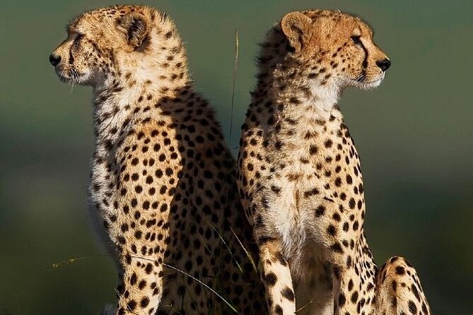 6-Days of Elephants, Wildebeest and Big 5: Kenya’s Classic Safari - Day 5: Your longest wildlife day in Masai Mara