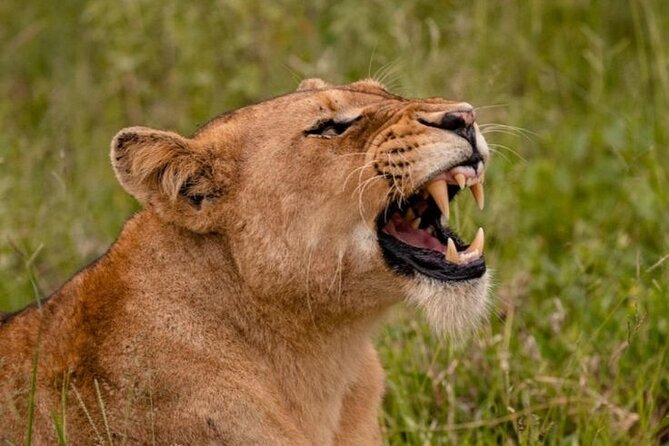 6-Days of Elephants, Wildebeest and Big 5: Kenya’s Classic Safari - Day 6: Maasai culture and the return to Nairobi