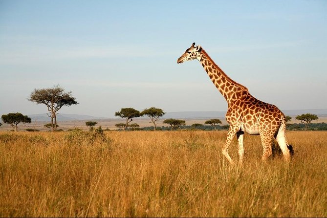 6 Days of Kenyan Wonders: Amboseli, Lake Nakuru, and Masai Mara - Day 4: From Lake Nakuru to the Masai Mara