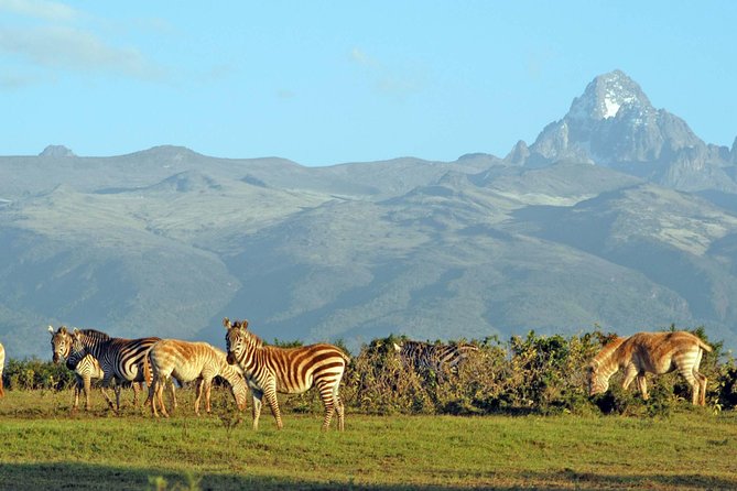 6 Days of Kenyan Wonders: Amboseli, Lake Nakuru, and Masai Mara - Day 5: The main Masai Mara game-viewing day