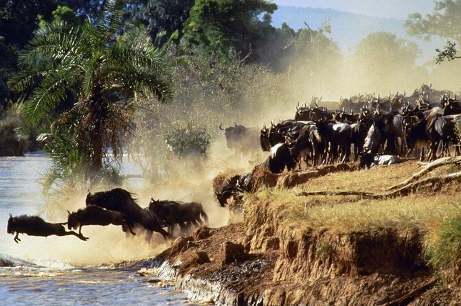 6 Days of Kenyan Wonders: Amboseli, Lake Nakuru, and Masai Mara - Day 6: A final drive and a Maasai village visit