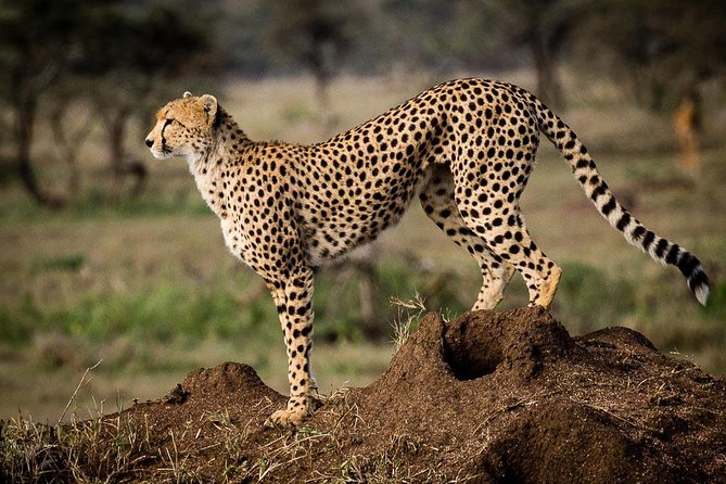 6 Days of Kenyan Wonders: Amboseli, Lake Nakuru, and Masai Mara - The guide can shape the whole experience