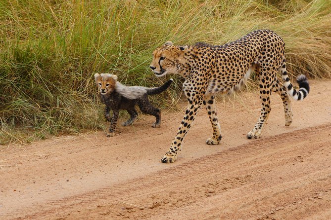 6 Days private safari package Kenya - Amboseli National Park and the value of game drives