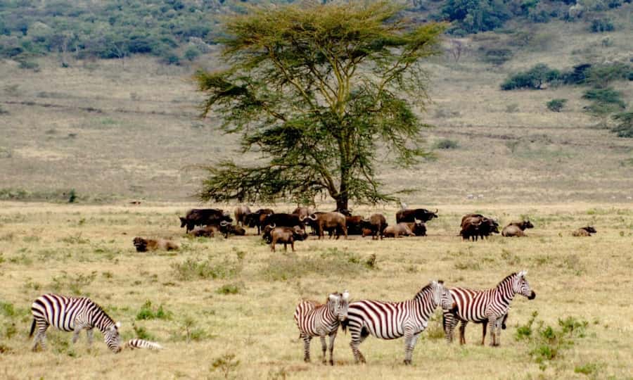 6 Days Small Group Safari To Masai Mara, Nakuru And Amboseli - Key points before you book