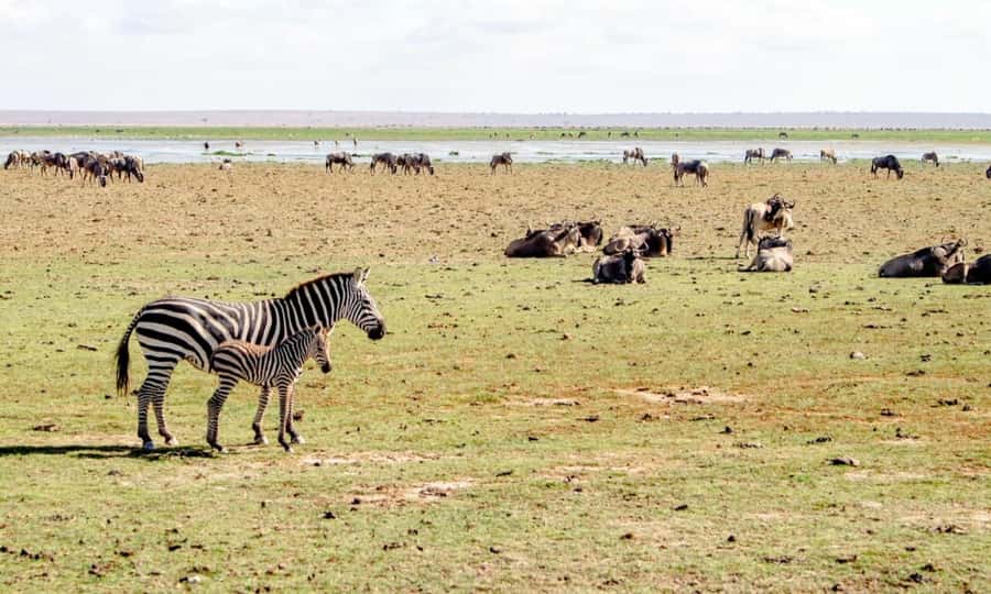 6 Days Small Group Safari To Masai Mara, Nakuru And Amboseli - Day 2: A full day among Mara predators
