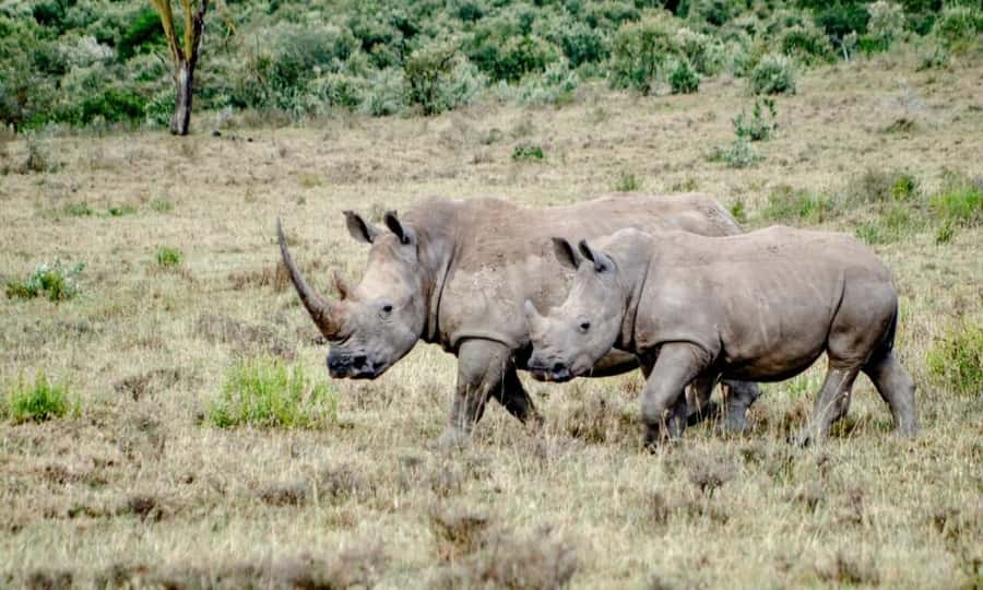 6 Days Small Group Safari To Masai Mara, Nakuru And Amboseli - Day 3: From the Mara to Lake Nakuru