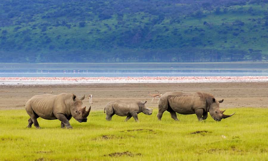 6 Days Small Group Safari To Masai Mara, Nakuru And Amboseli - Day 5: Elephants and Kilimanjaro in Amboseli
