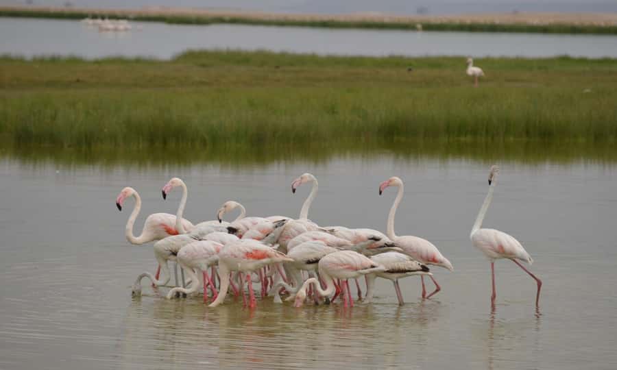 6 Days Small Group Safari To Masai Mara, Nakuru And Amboseli - Day 6: One final game drive, then Nairobi