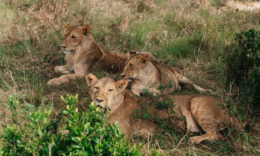 6 Days Small Group Safari To Masai Mara, Nakuru And Amboseli - The daily rhythm and what to pack