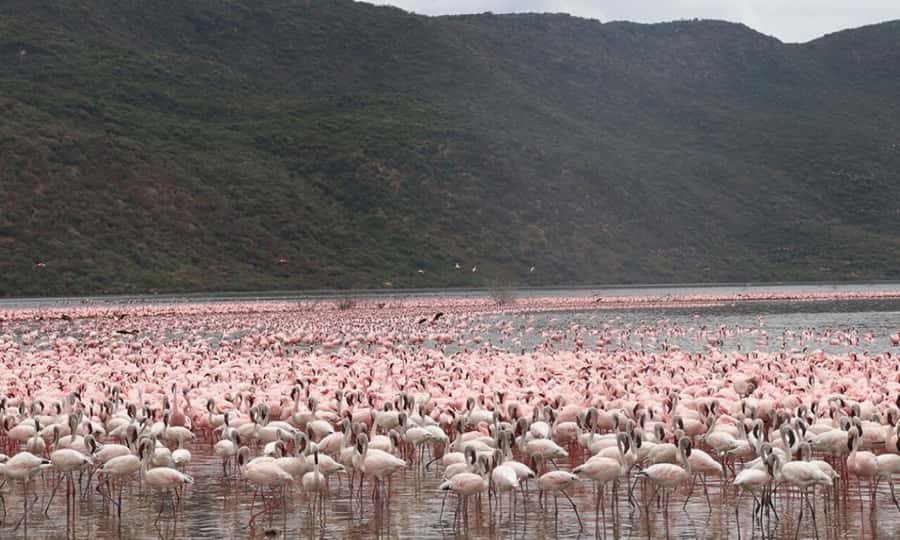 6 Days Small Group Safari To Masai Mara, Nakuru And Amboseli - Day 1: Rift Valley views before the Maasai Mara