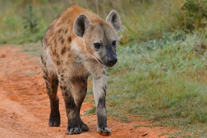 6 nights 7 days Masai Mara budget safari. - Day 1: Amboseli and an afternoon beneath Mount Kilimanjaro