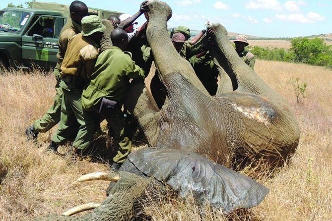 6 nights 7 days Masai Mara budget safari. - Day 2: Flamingoes and wildlife at Lake Nakuru