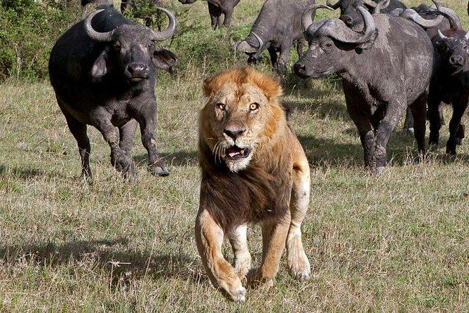 6Days Amboseli, Lake Nakuru and Masai Mara Camping Safari on Jeep - Day 6: One last drive, then back to Nairobi